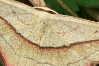Timandra comae