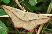 Timandra comae