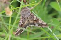 Autographa gamma