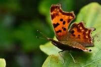 Polygonia c-album