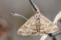 Pyrausta despicata