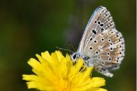 Lysandra bellargus