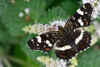 Araschnia levana