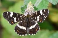 Araschnia levana