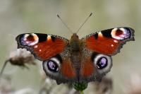 Aglais io