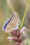 Lysandra bellargus