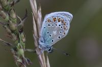 Polyommatus icarus