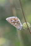Lysandra bellargus