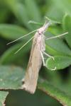 Agriphila geniculea