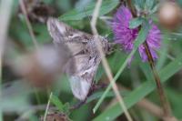 Autographa gamma