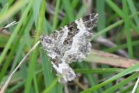 Epirrhoe alternata