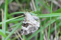 Epirrhoe alternata