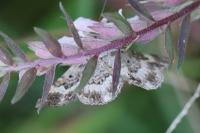 Epirrhoe alternata