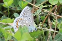 Polyommatus icarus
