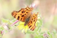 Polygonia c-album