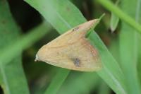 Rivula sericealis