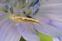 Plutella xylostella