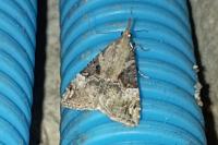 Hypena obsitalis