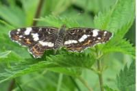 Araschnia levana