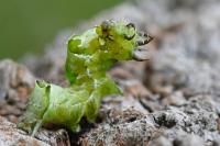 Abrostola triplasia