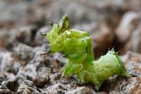Abrostola triplasia