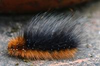 Arctia caja