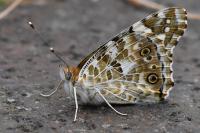 Vanessa cardui