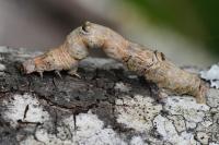 Selenia lunularia