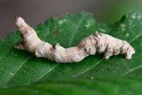 Selenia lunularia