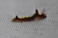 Acronicta psi
