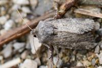 Luperina testacea