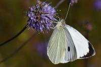 Pieris brassicae