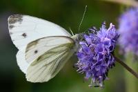 Pieris napi