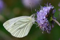 Pieris napi