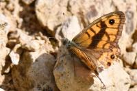 Lasiommata megera