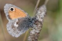Coenonympha pamphilus