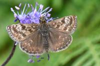 Erynnis tages