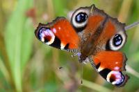 Aglais io