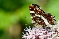 Araschnia levana