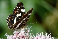 Araschnia levana
