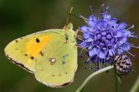 Colias crocea