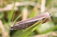 Oncocera semirubella