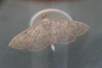 Patania ruralis