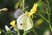 Pieris brassicae