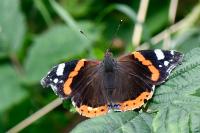 Vanessa atalanta