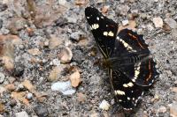 Araschnia levana