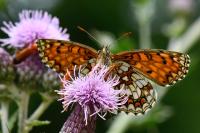 Melitaea athalia