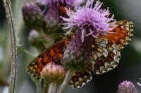 Melitaea athalia