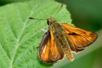 Ochlodes sylvanus