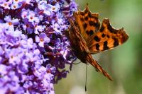 Polygonia c-album
